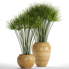 cyperus alternifolius isolated on white background