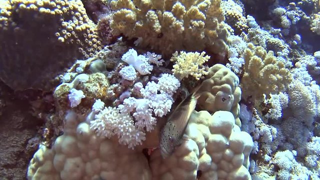 Beautiful underwater tropical coral reef landscape scene with forsters hawkfish paracirrhites forsteri on hard corals