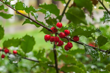 Red berries on a branch with raindrops. Lovely view in the garden.
