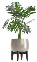 Philodendron isolated on white background