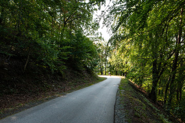 Fototapeta na wymiar Asphalt road in a green forest in mountain between trees