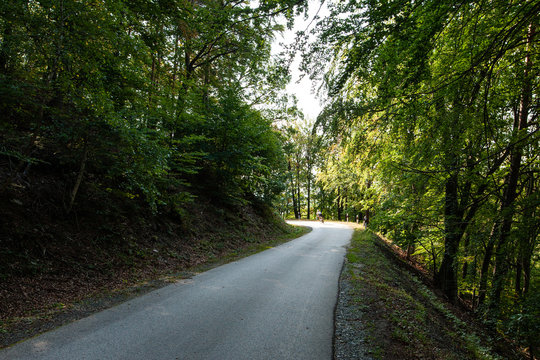 Asphalt road in a green forest in mountain between trees