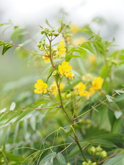 Senna siamea Leguminosae,