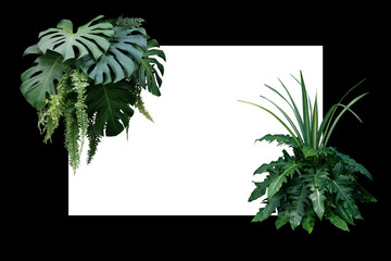 Tropical leaves nature border, foliage plant bush (Monstera, fern, philodendron and dracaena)  floral arrangment on white and black frame background.