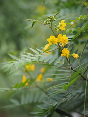 Senna siamea Leguminosae,