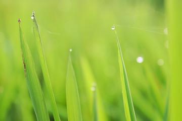 Nature green meadow and waterdrop background