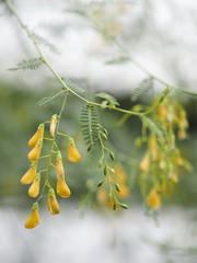 Sesbania javanica,yellow Flower Vegetable