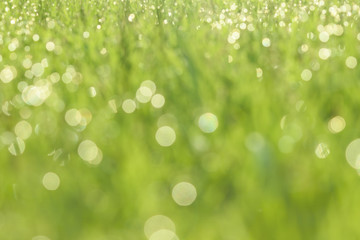 Obraz premium Nature green meadow and waterdrop background