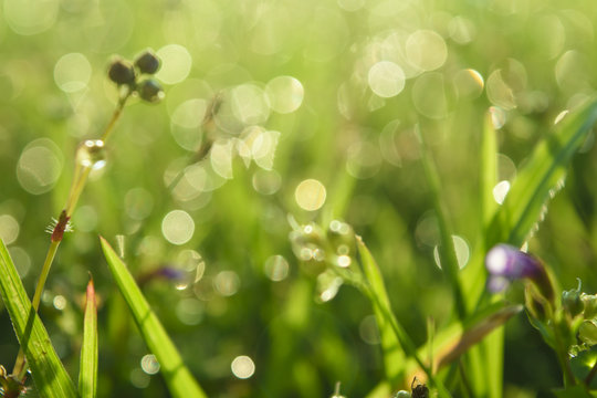 Nature green meadow and waterdrop background