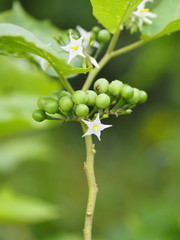 Turkey berry Solanum torvum green vegetable in garden on blurred of nature background