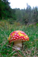 Poisonous mushroom Amanita phalloides in the meadow
