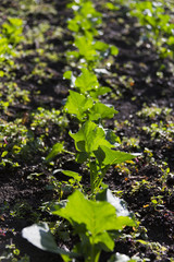 ブロッコリーの苗