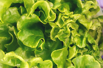 Green leaf lettuce