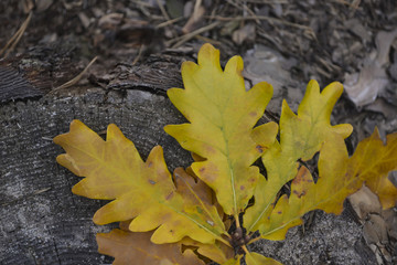 Naklejka na ściany i meble The yellow leaves of an oak tree. Fallen leaves on the ground. 
