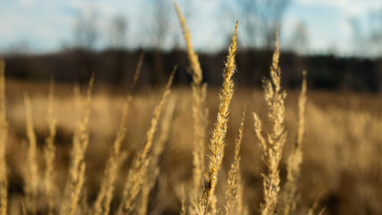 the nature of southern Poland