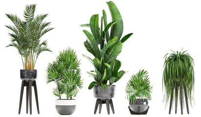 exotic plants in pots isolated on white background
