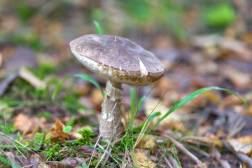 Beautiful mushroom on a background of moss and grass in an autumn forest