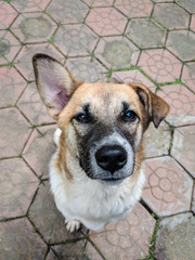 Curious dog with one ear up