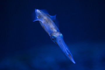 Small squid in the aquarium.