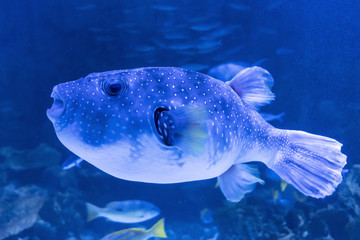 White-spotted puffer in the aquarium.