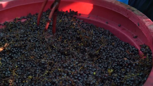 Winemaking. Mixing "cap" of grape skins.