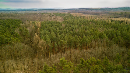 The Niepolomice Forest