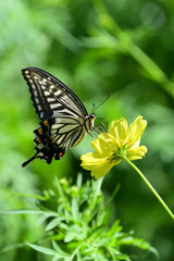 Obraz na płótnie Canvas swallowtail butterfly and cosmos
