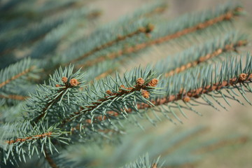 Choinka © milena19842