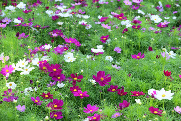 colorful cosmos flower