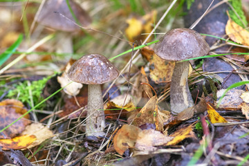 group of mushrooms grew among the grass in the forest in autumn