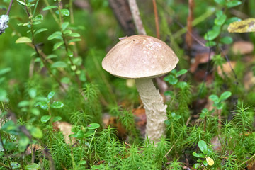 Beautiful mushroom on a background of moss and grass in an autumn forest
