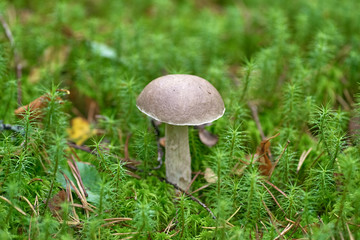Beautiful mushroom on a background of moss and grass in an autumn forest