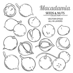 Obraz premium macadamia plant vector