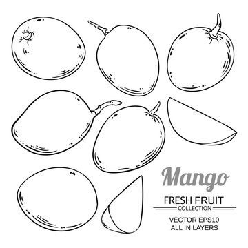 mango fruit vector