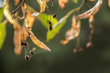 Natura © kabanowster