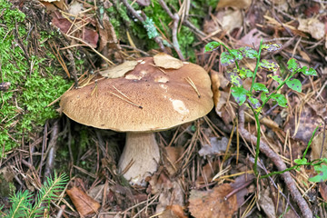 Mushroom boletus in the autumn forest Close-Up