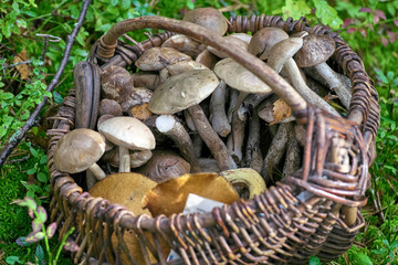 Full basket of mushrooms in green grass