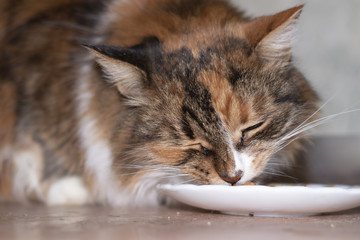 Hungry thrown red with black spots cat eats from a bowl on the street