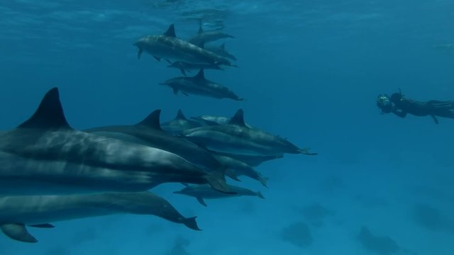 Freediver swims near a pod of Spinner Dolphins and photographs her (Underwater shot, 4K / 60fps)
