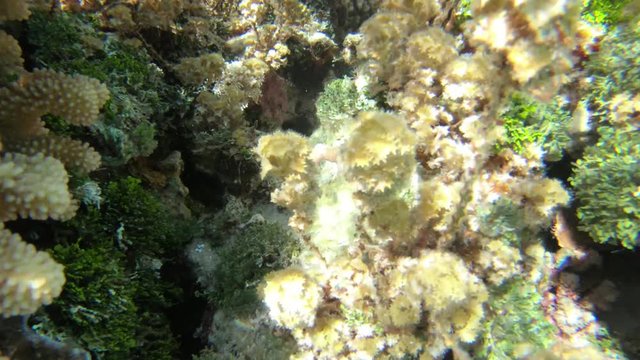 Swimming with several fish in a coral garden, Bora Bora island in French Polynesia, South Pacific Ocean (view from action camera)

