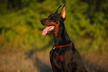 dog breed Doberman for a walk in the woods