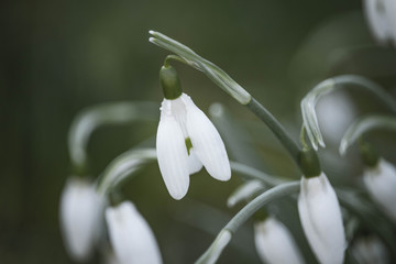 Fototapeta premium Perce-neige