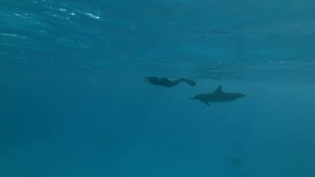 Dolphin looks at a swimming (Spinner Dolphin, Stenella longirostris), Underwater shot, 4K / 60fps
