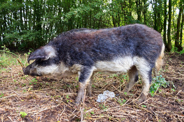 Beautiful hairy Swallow-bellied Mangalica pig (Sus Scrofa), a Hungarian breed of domestic pig with a thick and woolly coat, in the forest in the Netherlands.