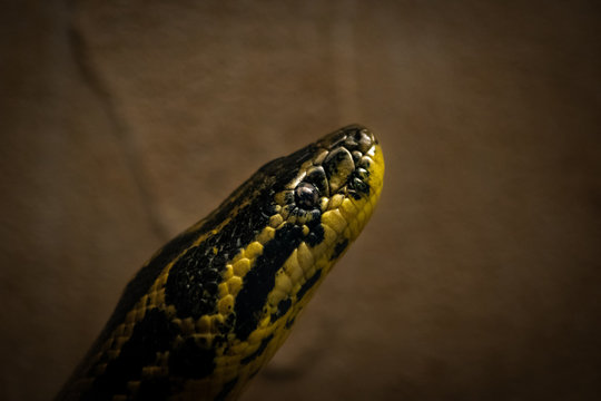 Anaconda Gialla