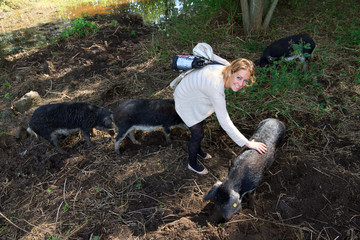 Beautiful woman petting a hairy Swallow-bellied Mangalica pig (Sus Scrofa), a Hungarian breed of domestic pig with a thick and woolly coat, in the forest in the Netherlands.
