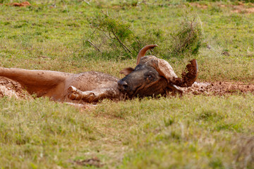 Buffalo rolling in a puddle of mud