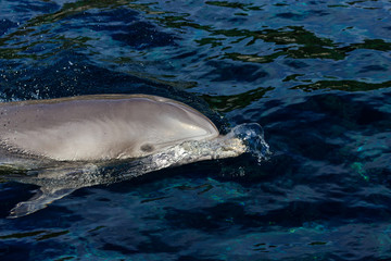 Fototapeta premium Dolphin