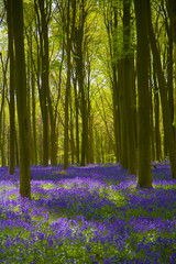 Bluebell Wood Micheldever , Hampshire .England