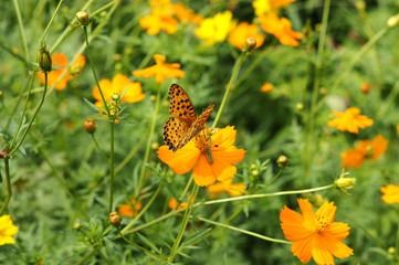 蝶とコスモス